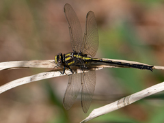 Phanogomphus borealis