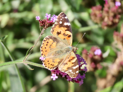Painted Lady
