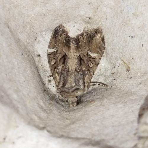 Polymixis trisignata