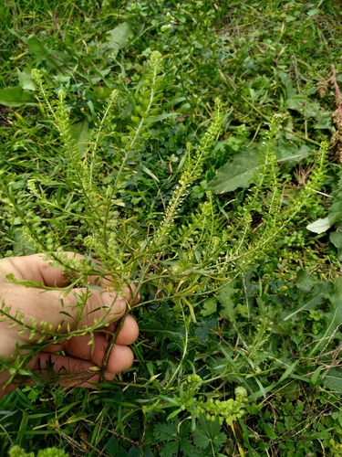 Lepidium densiflorum observed 2026-10-19