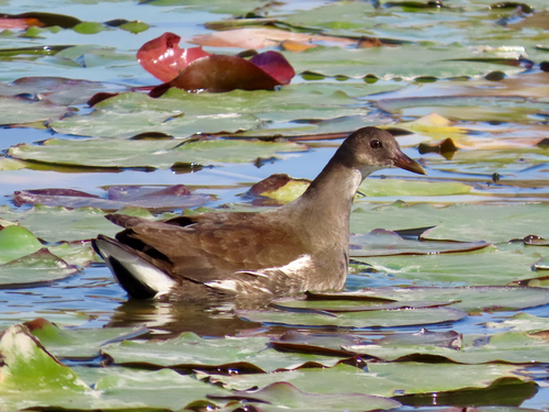 Eurasian Moorhen
