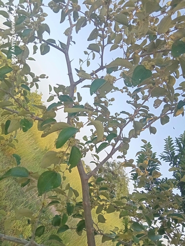 Ziziphus mauritiana observed 2026-10-18