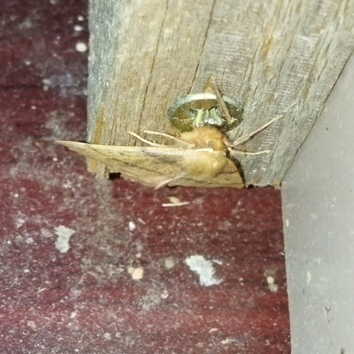 Feathered Thorn
