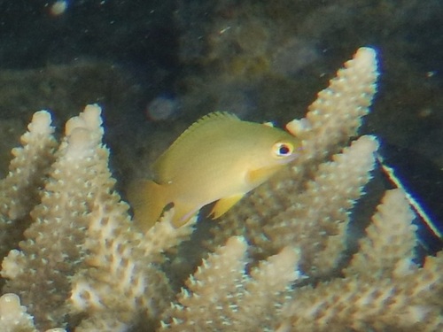 Pomacentrus amboinensis observed 2026-10-16