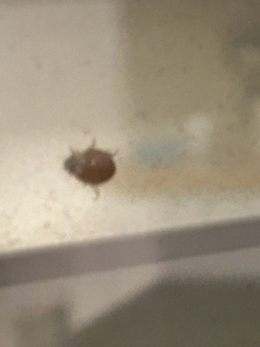 Asian Lady Beetle