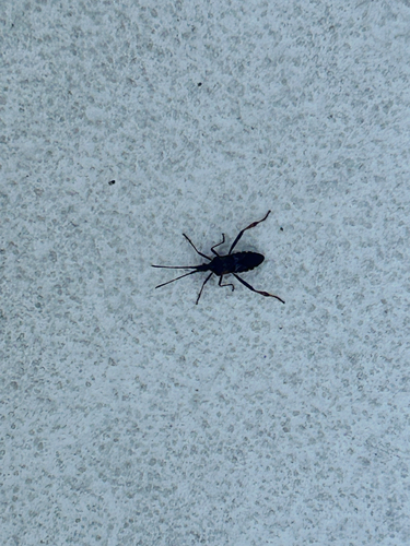 Western Conifer Seed Bug