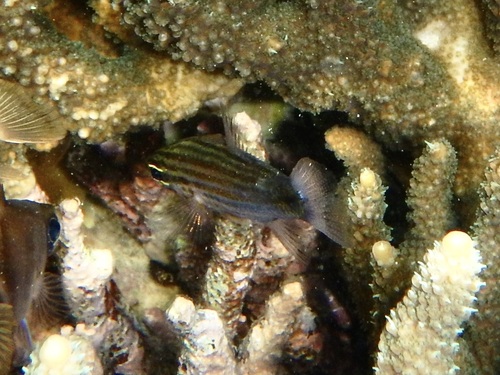 Cheilodipterus artus observed 2026-10-16