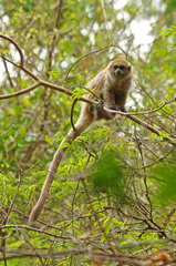 Plecturocebus donacophilus