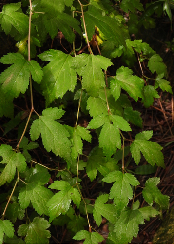 Neillia incisa observed 2026-08-31