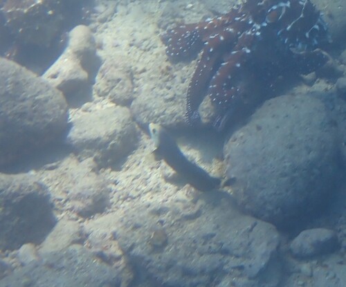 Novaculichthys taeniourus observed 2026-10-19