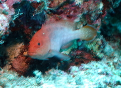 Cephalopholis spiloparaea