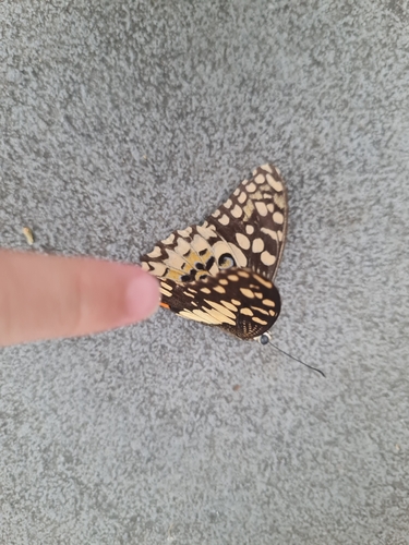 Papilio demoleus