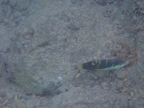 Thalassoma jansenii observed 2026-10-19