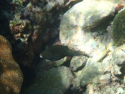 Canthigaster amboinensis observed 2026-10-19