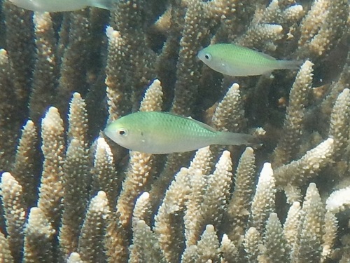 Chromis viridis observed 2026-10-16
