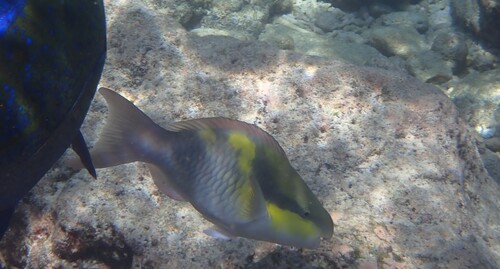 Scarus oviceps observed 2026-10-19