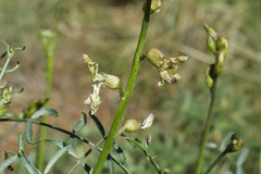 Astragalus pachypus