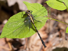 Phanogomphus borealis
