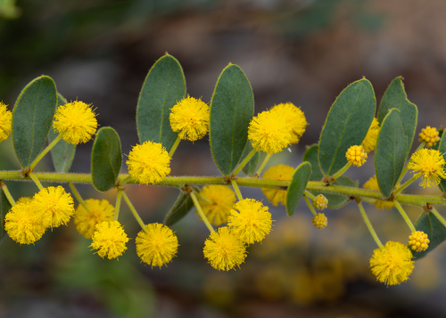 Acacia brachybotrya observed 2026-10-06