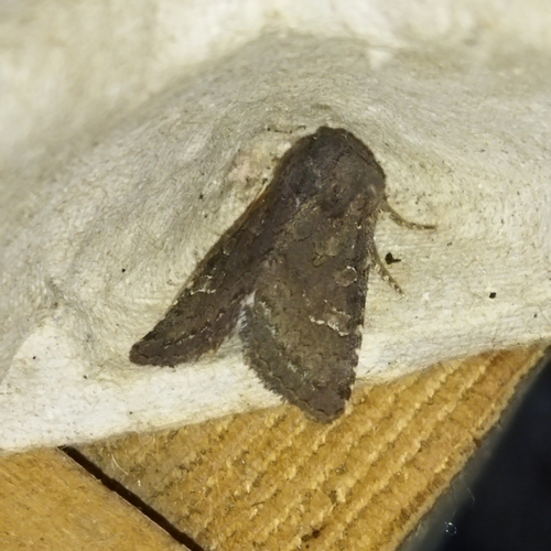 Deep-brown Dart