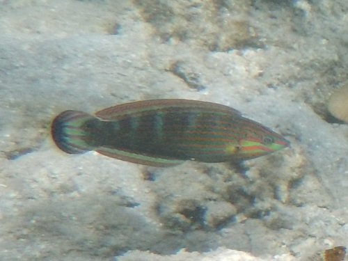Halichoeres melanurus observed 2026-10-16