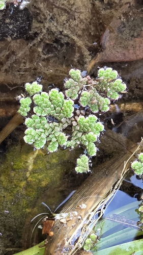 water fern