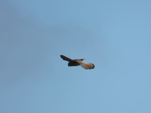 Eurasian Kestrel