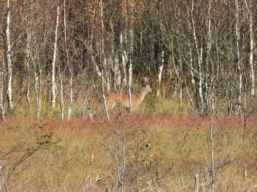 Western Roe Deer