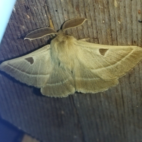 Lemonia balcanica
