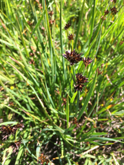Juncus phaeocephalus
