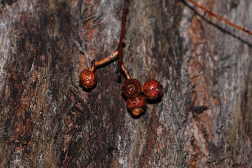 Eucalyptus baileyana observed 2026-10-19