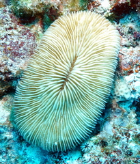 Image of Pleuractis paumotensis