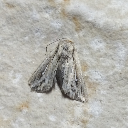 L-album Wainscot