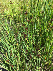 Juncus phaeocephalus