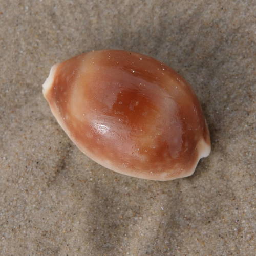 Calf Cowry