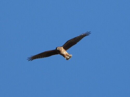 Hen Harrier