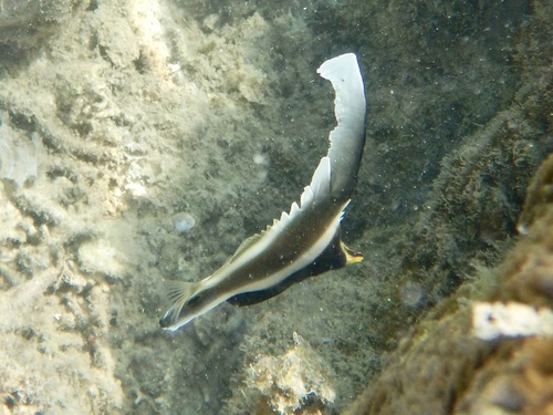 Heniochus chrysostomus observed 2026-10-16
