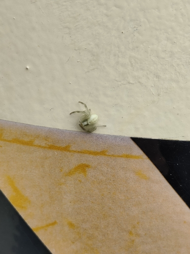 Goldenrod Crab Spider
