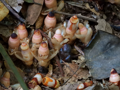 Mitrastemon yamamotoi observed 2026-10-17