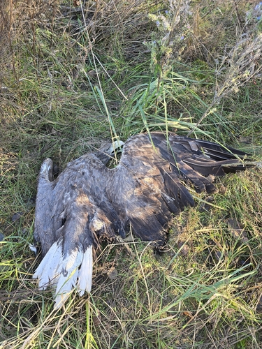 White-tailed Eagle