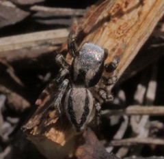Habronattus altanus