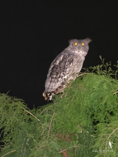 Ketupa zeylonensis, 2026-10-09