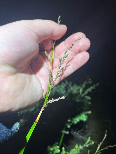 Lepidosperma observed 2026-10-19