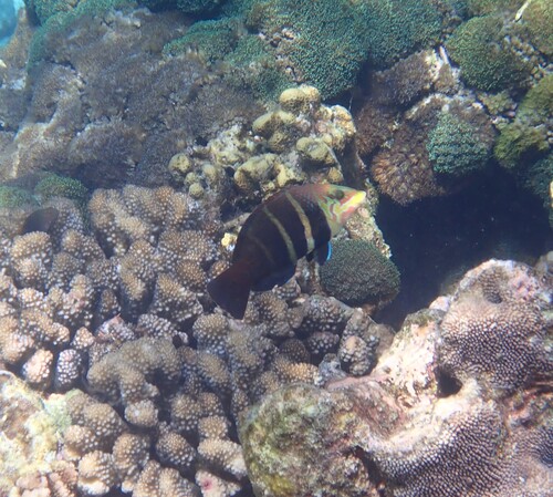 Hemigymnus fasciatus observed 2026-10-19