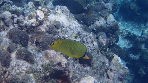 Chaetodon rafflesii observed 2026-10-19