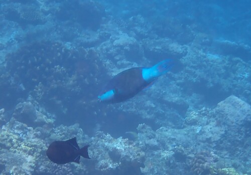 Scarus frenatus observed 2026-10-19