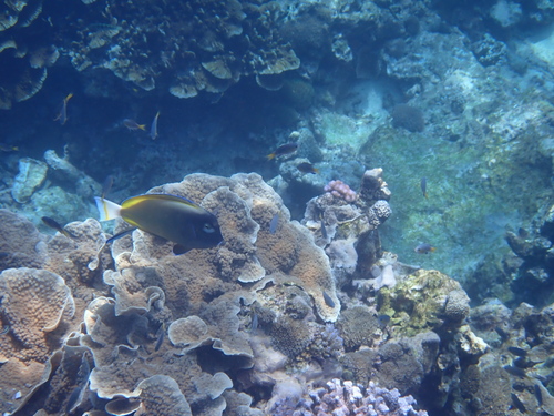 Acanthurus nigricans observed 2026-10-19