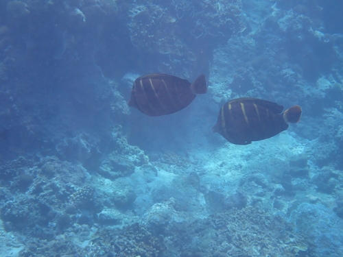 Zebrasoma veliferum observed 2026-10-19