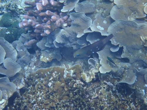 Chlorurus sordidus observed 2026-10-19