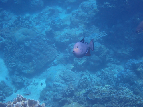 Melichthys niger observed 2026-10-19